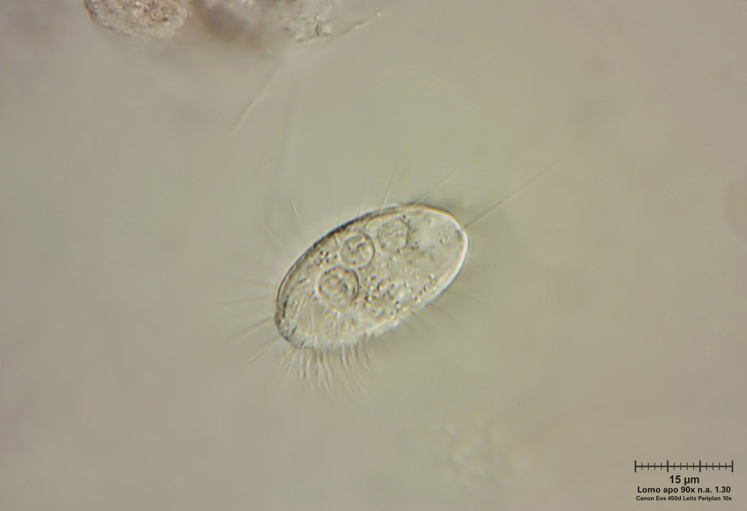 Uronema